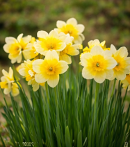 daffodils