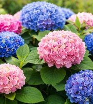 hydrangeas