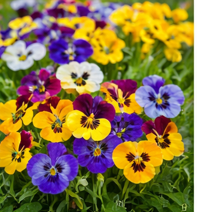 pansies